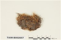 藏品(曲尾苔科)的圖片